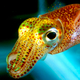 Illustration for article titled See a tiny squids amazing natural cloaking device